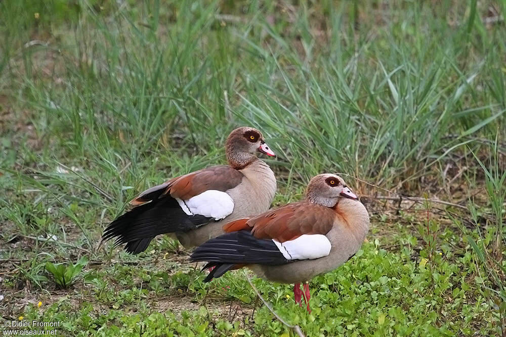 Egyptian Goose