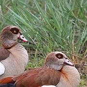 Egyptian Goose