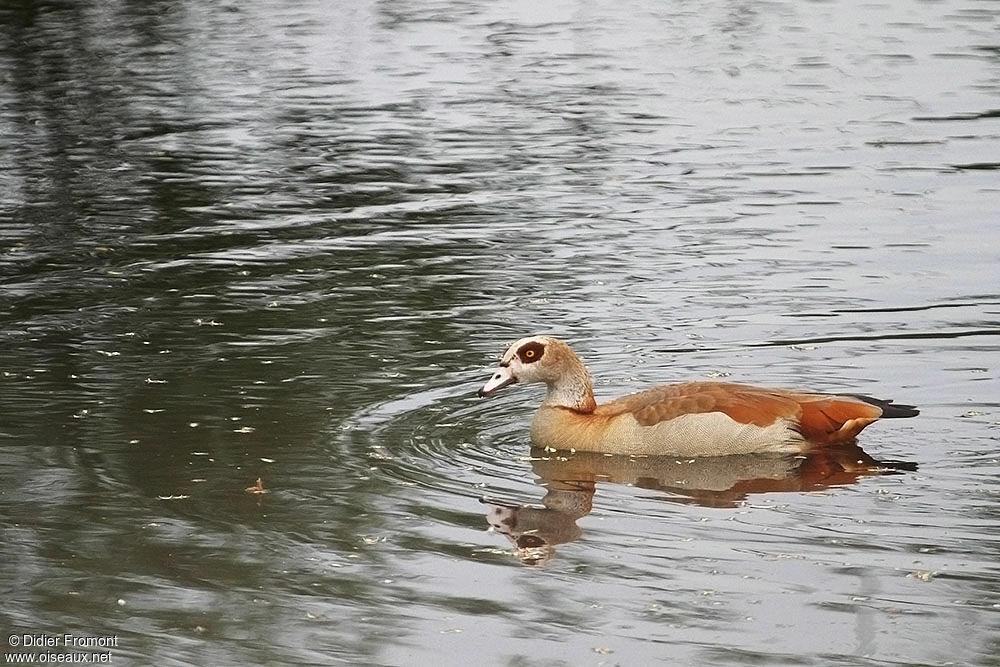 Egyptian Goose