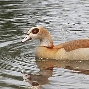 Egyptian Goose