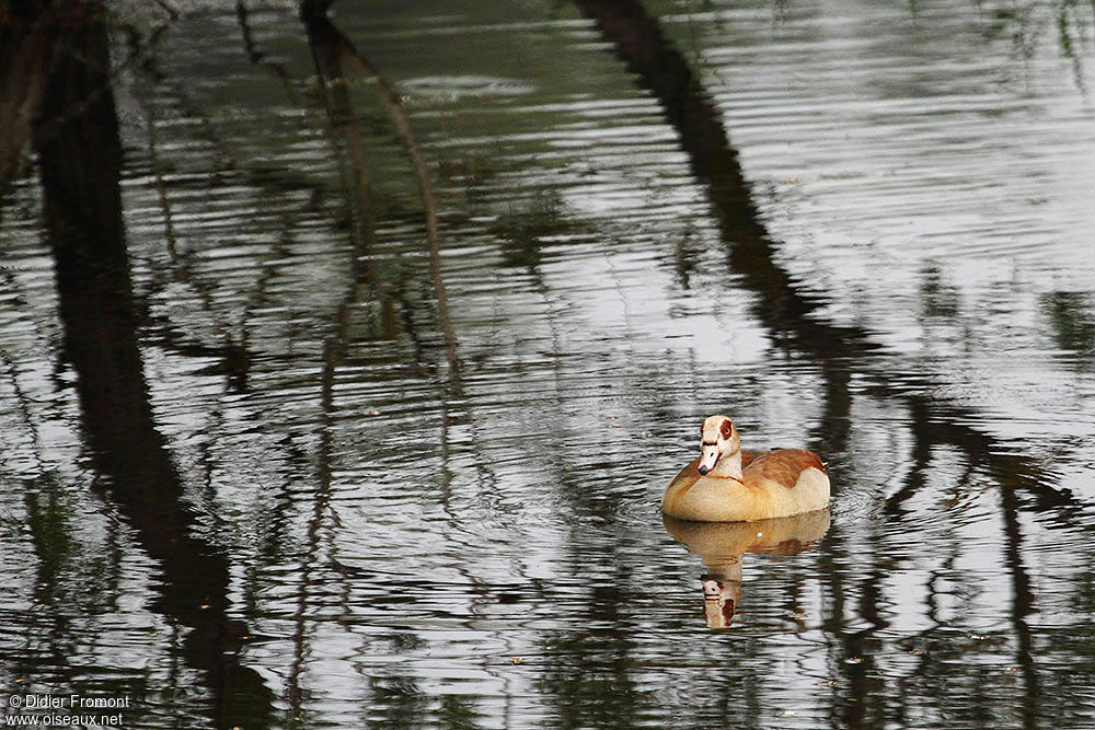 Egyptian Goose