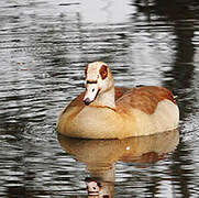 Egyptian Goose