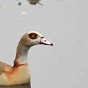 Egyptian Goose