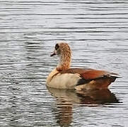 Egyptian Goose