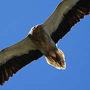 Egyptian Vulture