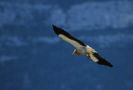 Egyptian Vulture