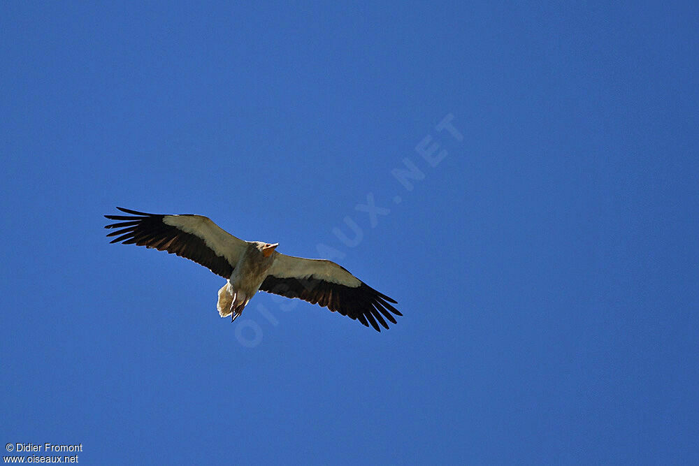 Egyptian Vulture