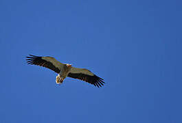 Egyptian Vulture