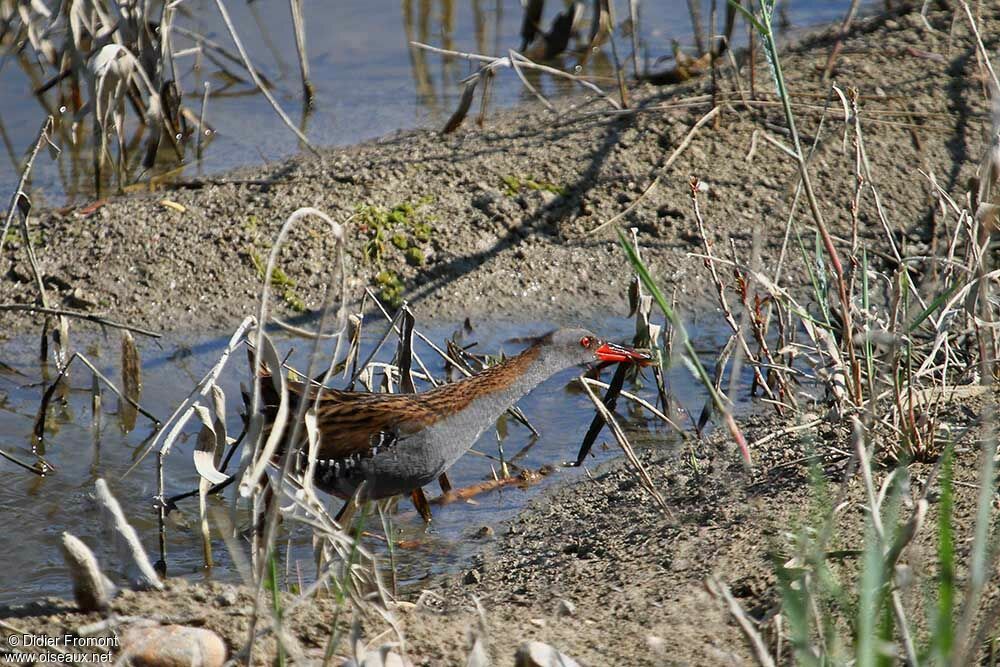 Water Railadult