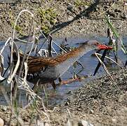 Water Rail