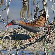 Water Rail