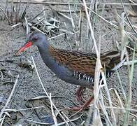 Water Rail