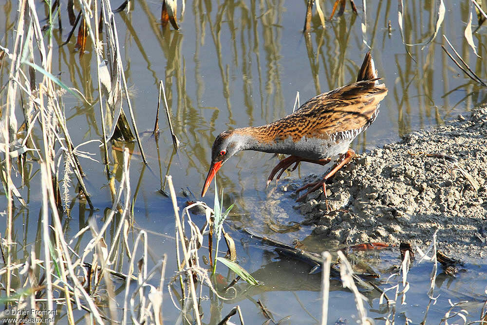 Water Rail