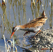 Water Rail