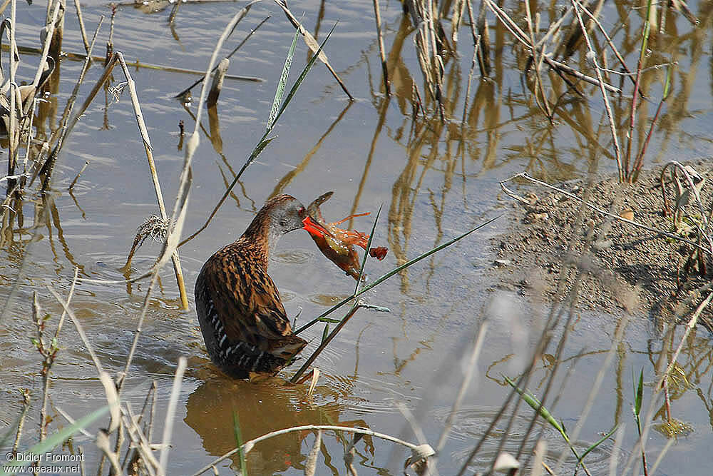 Water Rail