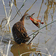 Water Rail