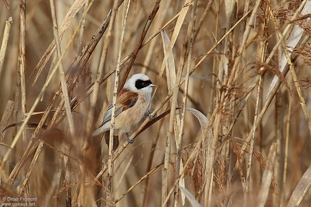 Eurasian Penduline Tit