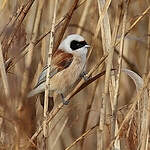 Rémiz penduline