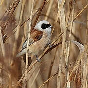 Eurasian Penduline Tit