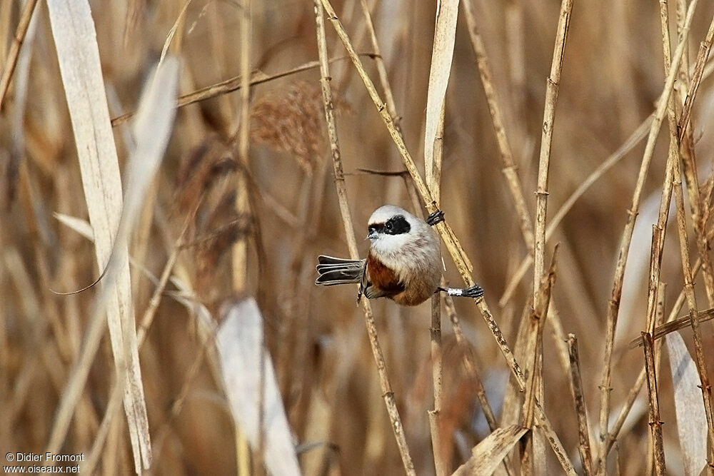 Eurasian Penduline Tit