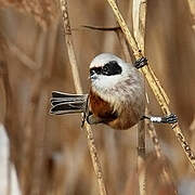 Eurasian Penduline Tit