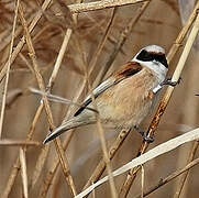 Eurasian Penduline Tit