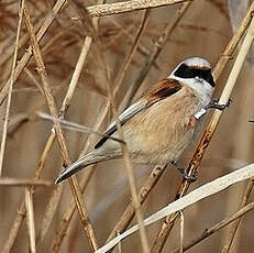 Rémiz penduline