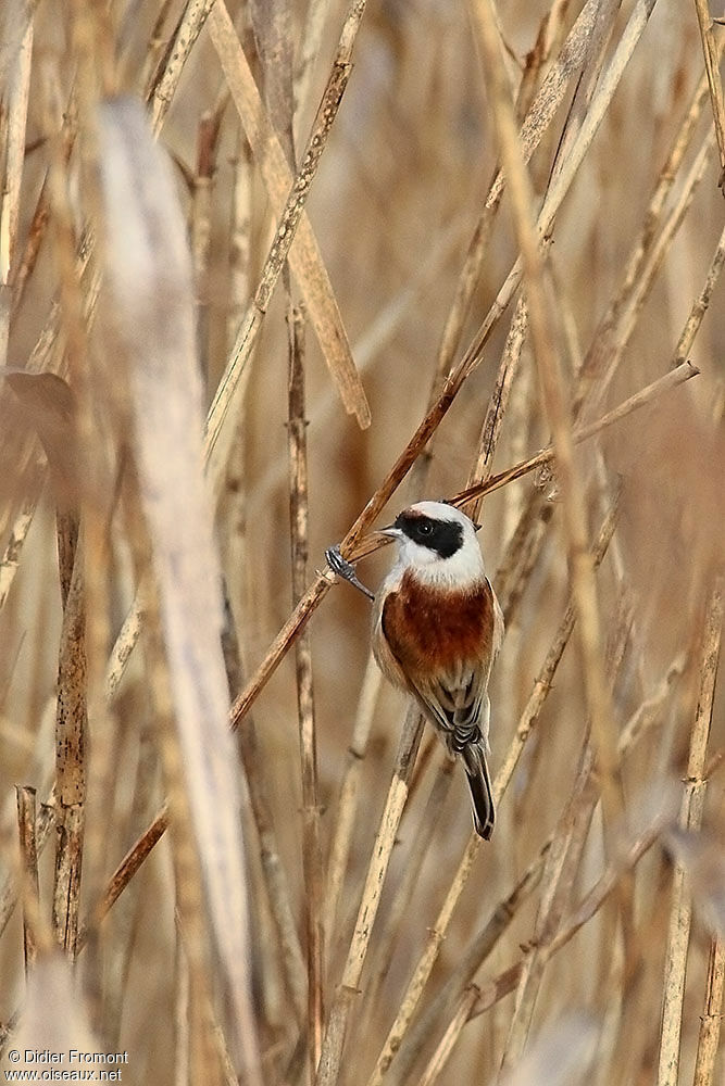 Rémiz penduline