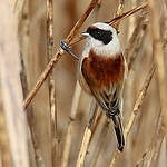 Rémiz penduline