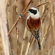 Eurasian Penduline Tit