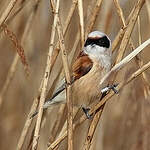 Rémiz penduline