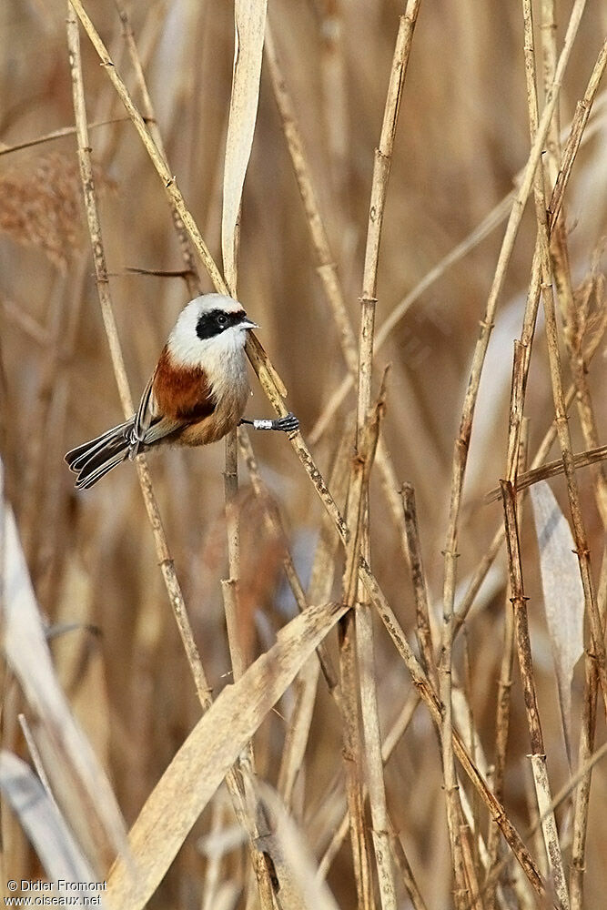 Eurasian Penduline Tit