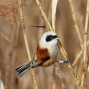 Eurasian Penduline Tit