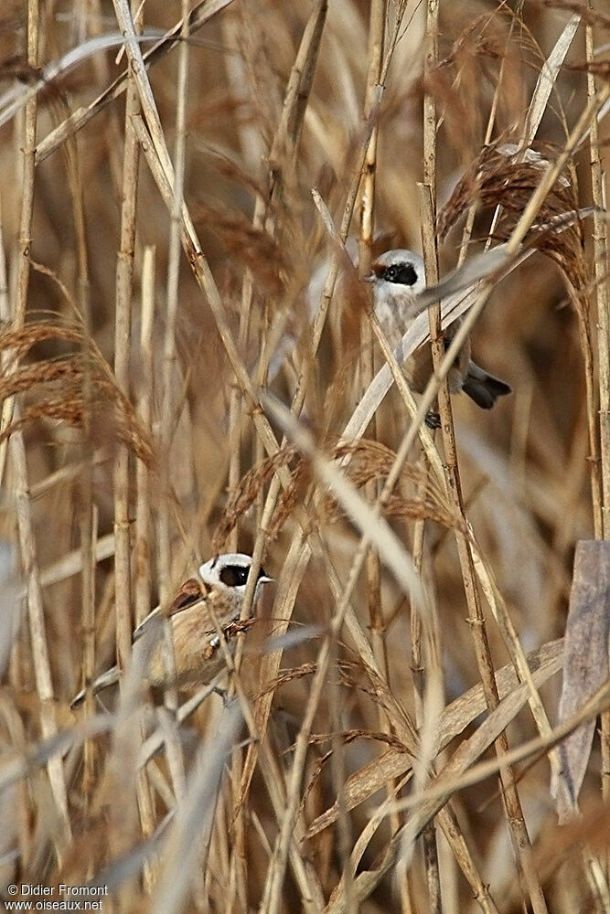 Rémiz penduline