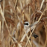 Eurasian Penduline Tit