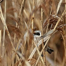 Rémiz penduline