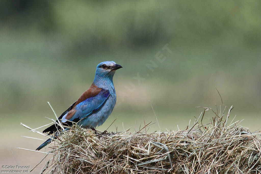 European Roller