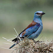 European Roller