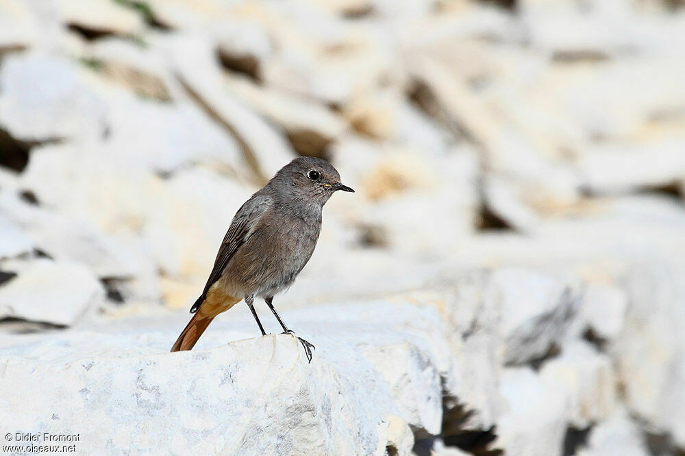 Black Redstart