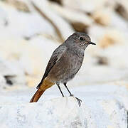 Black Redstart