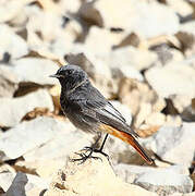 Black Redstart