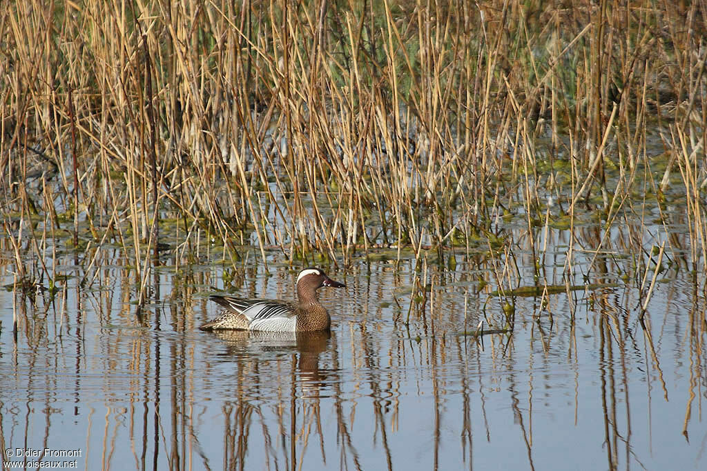 Garganey male