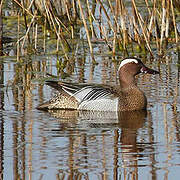 Garganey