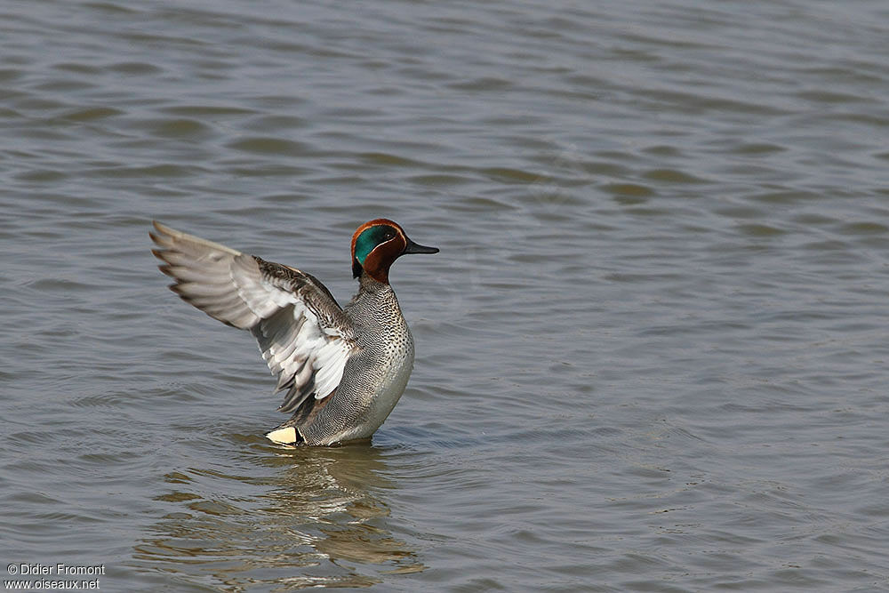 Eurasian Teal