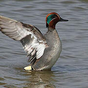 Eurasian Teal