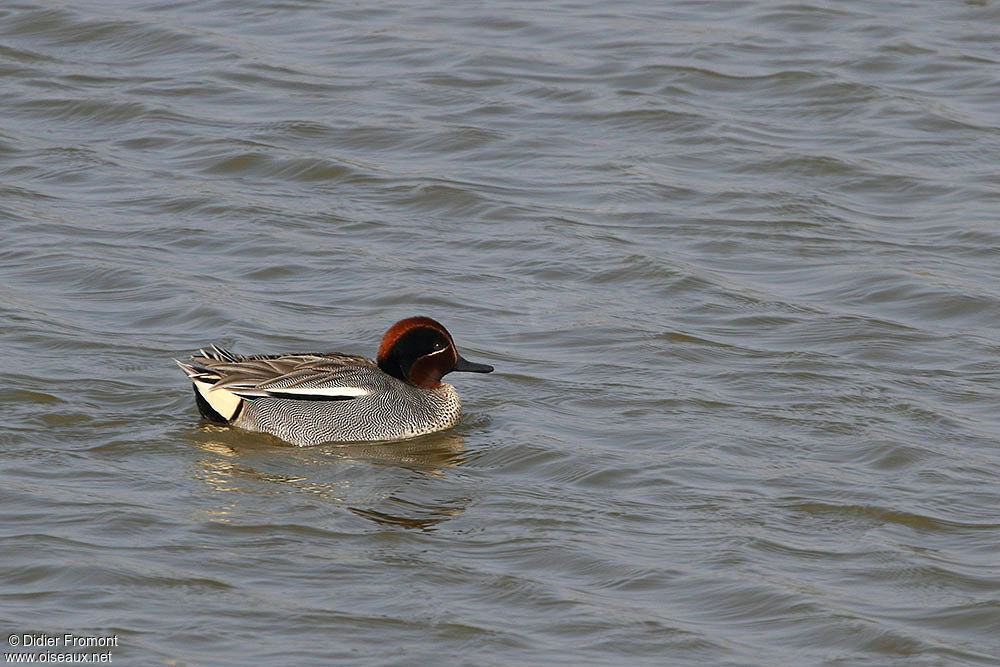 Eurasian Teal male adult