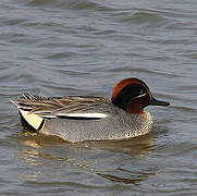 Eurasian Teal