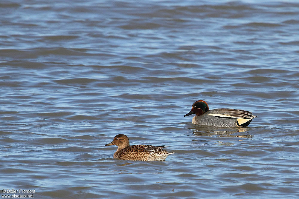 Eurasian Teal adult