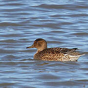 Eurasian Teal