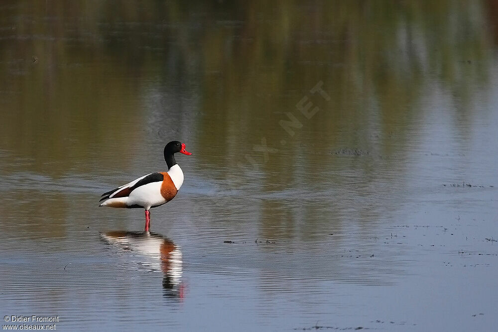 Common Shelduck male adult